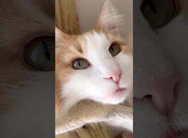 朝のリラックスタイム #ノルウェージャンフォレストキャット#norwegianforestcat#猫#cat#猫のいる暮らし#猫可愛い#リラックス #キャットタワー#ハンモック