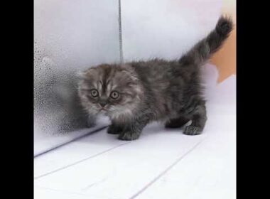 スコティッシュ・フォールド（ブラックスモーク）の女の子（9/7生まれ）