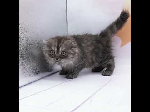 スコティッシュ・フォールド（ブラックスモーク）の女の子（9/7生まれ）