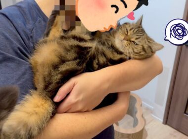 パパからのキスに不満が止まらない猫が可愛すぎた！w
