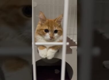 #shorts#マンチカン#短足マンチカン#短足#長毛マンチカン#長毛#猫#子猫