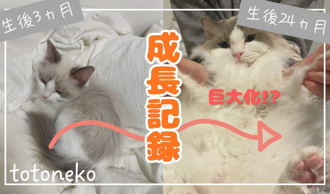 【成長記録】ラグドール・ココの2年間の変化に驚き！手のひらサイズの子猫が、家の主になるまで。