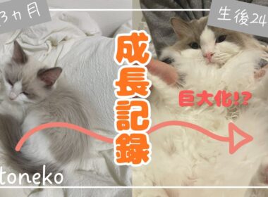 【成長記録】ラグドール・ココの2年間の変化に驚き！手のひらサイズの子猫が、家の主になるまで。
