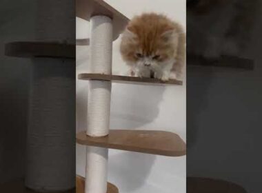 スコティッシュフォールド プクプクコロコロ やんちゃボーイ💕 レッドタビー&ホワイト（ロング）