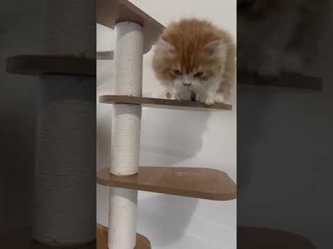 スコティッシュフォールド プクプクコロコロ やんちゃボーイ💕 レッドタビー&ホワイト（ロング）