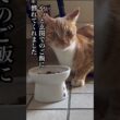 子猫を連れて現れた父猫〜少しずつ手に慣れてくれています#ねこ動画 #ほっこりする話 #ほごねこ #cat #kitonn #かわいい #どうぶつ #いぬ #ねこのいる生活