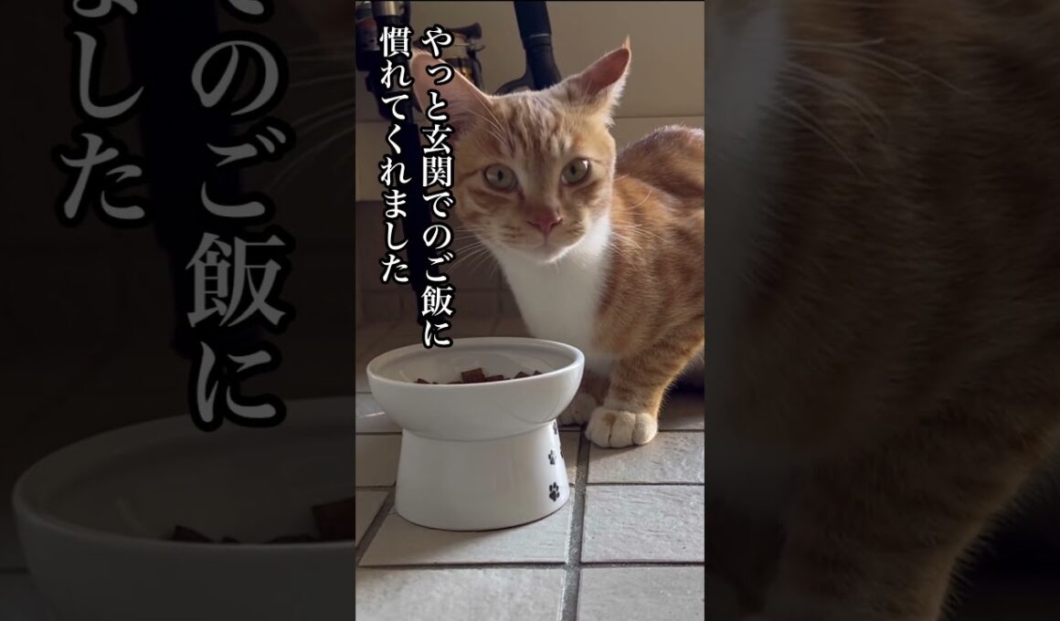 子猫を連れて現れた父猫〜少しずつ手に慣れてくれています#ねこ動画 #ほっこりする話 #ほごねこ #cat #kitonn #かわいい #どうぶつ #いぬ #ねこのいる生活