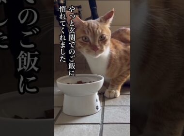 子猫を連れて現れた父猫〜少しずつ手に慣れてくれています#ねこ動画 #ほっこりする話 #ほごねこ #cat #kitonn #かわいい #どうぶつ #いぬ #ねこのいる生活