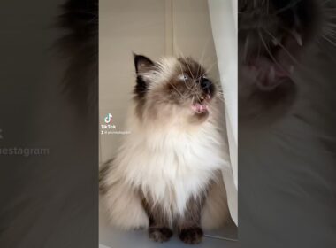 カラスさんとおしゃべり🗣️🐦‍⬛#猫#ヒマラヤン #cat#gatos #talking #speaking #himalayan#kawaii #可愛い #고양이 #猫のいる暮らし