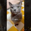 【ロシアンブルー】めろん純粋な眼差しが可愛すぎる🥹【猫】#shorts