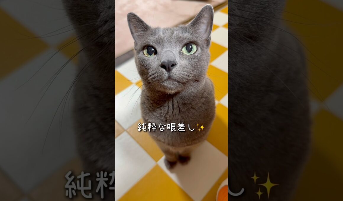 【ロシアンブルー】めろん純粋な眼差しが可愛すぎる🥹【猫】#shorts