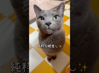 【ロシアンブルー】めろん純粋な眼差しが可愛すぎる🥹【猫】#shorts