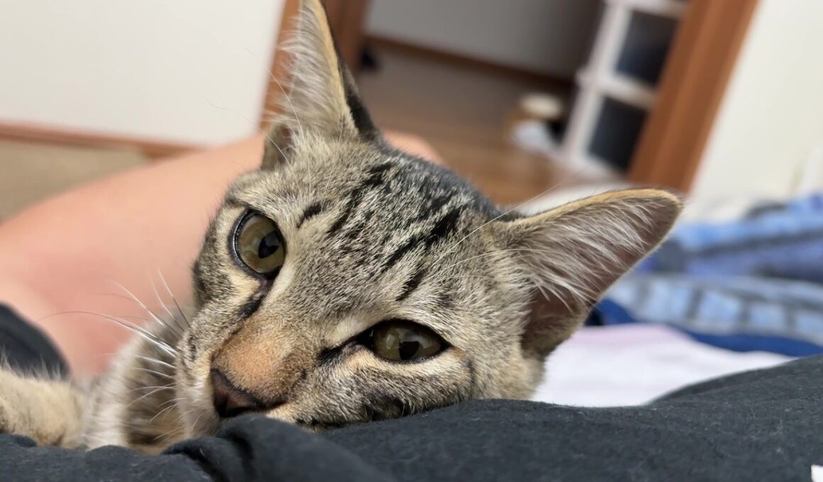 【保護猫】子猫に懐かれ過ぎて困っていますが可愛いので幸せではあります