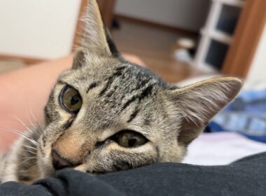 【保護猫】子猫に懐かれ過ぎて困っていますが可愛いので幸せではあります