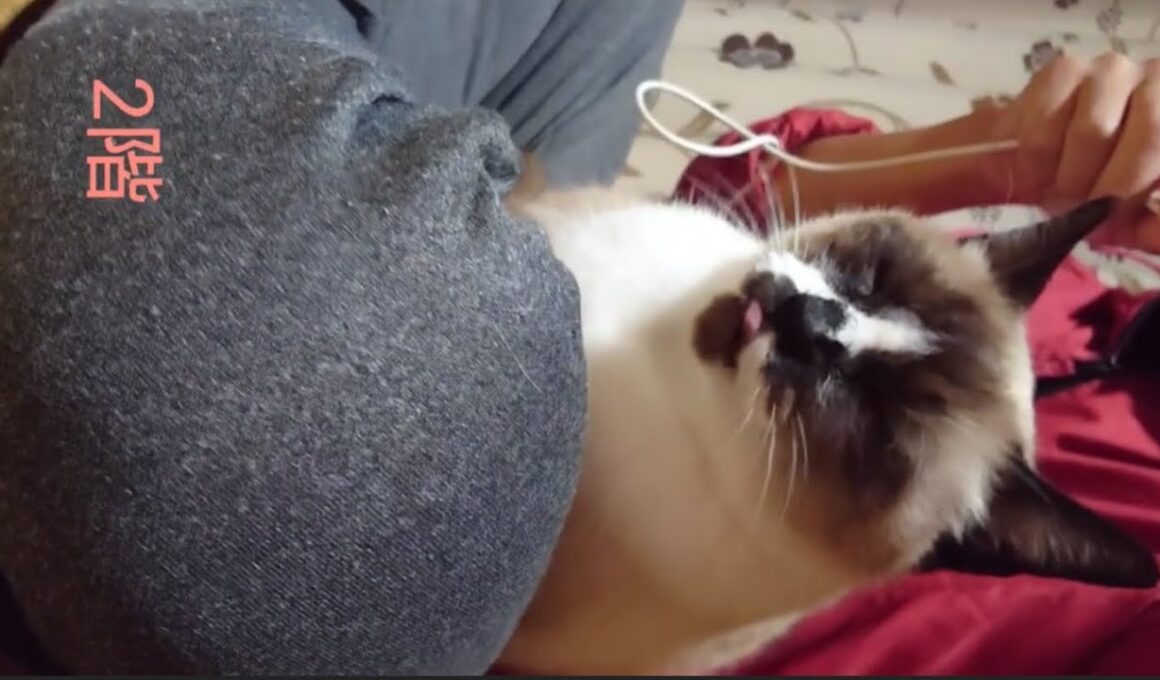 どうしても膝の上に上がりたいシャム猫さん