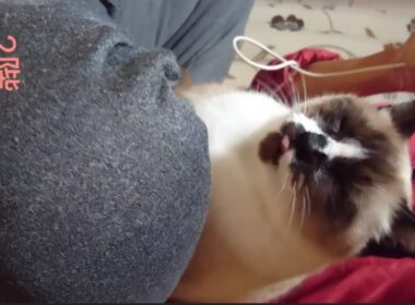 どうしても膝の上に上がりたいシャム猫さん