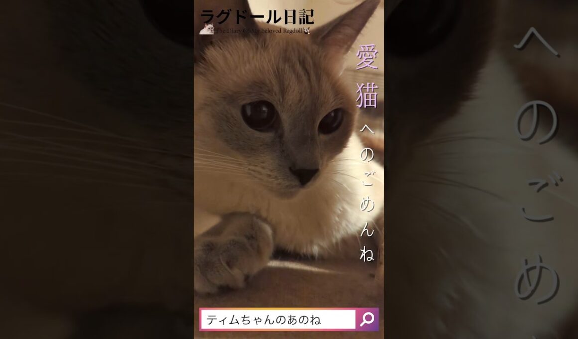 【今だから懺悔します】11月6日はティム君の誕生日。ラグドールとロシアンブルーの息子で、4歳になるんです。1歳の時に病気になって大変だったんだよ。#ラグドール #ロシアンブルー #猫のいる暮らし