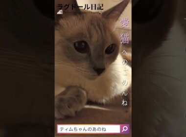 【今だから懺悔します】11月6日はティム君の誕生日。ラグドールとロシアンブルーの息子で、4歳になるんです。1歳の時に病気になって大変だったんだよ。#ラグドール #ロシアンブルー #猫のいる暮らし