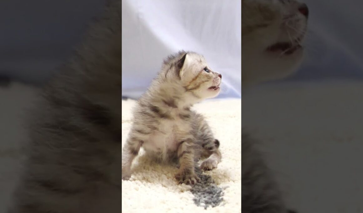 カワイイ鳴き声で子猫が甘えてくる!?【赤ちゃん猫 保護猫】 #asmr