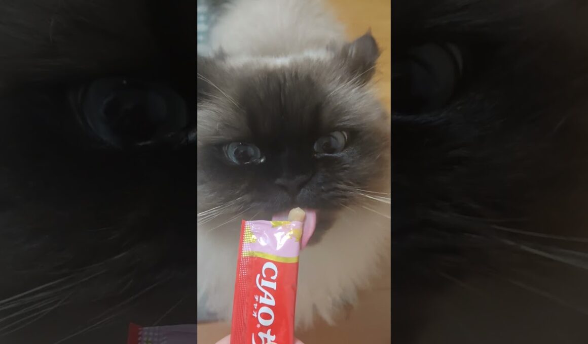 おいしいね #cat #猫のいる暮らし #ねこ #ネコ #ciaoちゅーる #ヒマラヤン