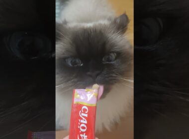 おいしいね #cat #猫のいる暮らし #ねこ #ネコ #ciaoちゅーる #ヒマラヤン