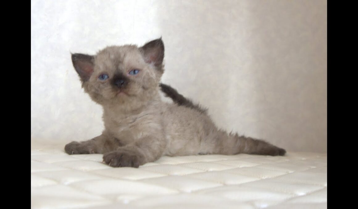 セルカークレックス子猫　Selkirk Rex　2025.９.26産まれ　シールポイント　巻き毛　女の子　シーダキャット猫のお店