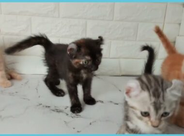 Coo&RIKU　No.00735957 アメリカンカール