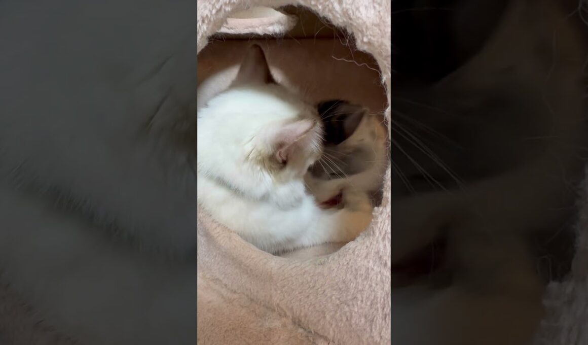 いちゃいちゃねこ　#子ネコ #猫のいる暮らし #ノルウェージャンフォレストキャット #バーマン #shorts #cat #kitten #cuteanimals #万博