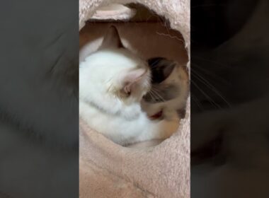 いちゃいちゃねこ　#子ネコ #猫のいる暮らし #ノルウェージャンフォレストキャット #バーマン #shorts #cat #kitten #cuteanimals #万博