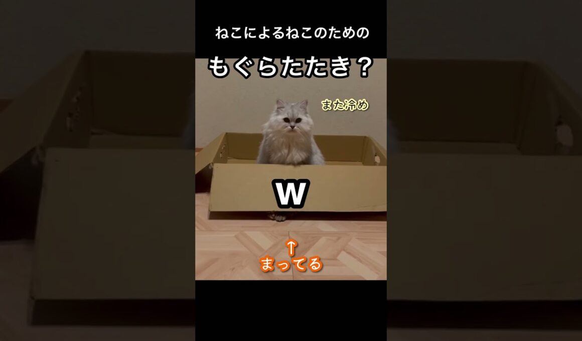 ダンボールを上手く使っとる　　　#ペルシャ#チンチラ#猫#ねこ #猫のいる暮らし #癒し #いやし#cat  #ふわふわ #野良猫 #キジトラ