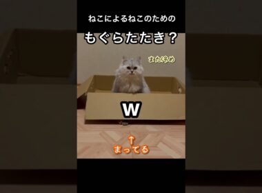 ダンボールを上手く使っとる　　　#ペルシャ#チンチラ#猫#ねこ #猫のいる暮らし #癒し #いやし#cat  #ふわふわ #野良猫 #キジトラ
