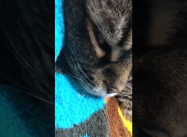 アメリカンカール #猫のいる暮らし #americancurl #cat  良き眠り