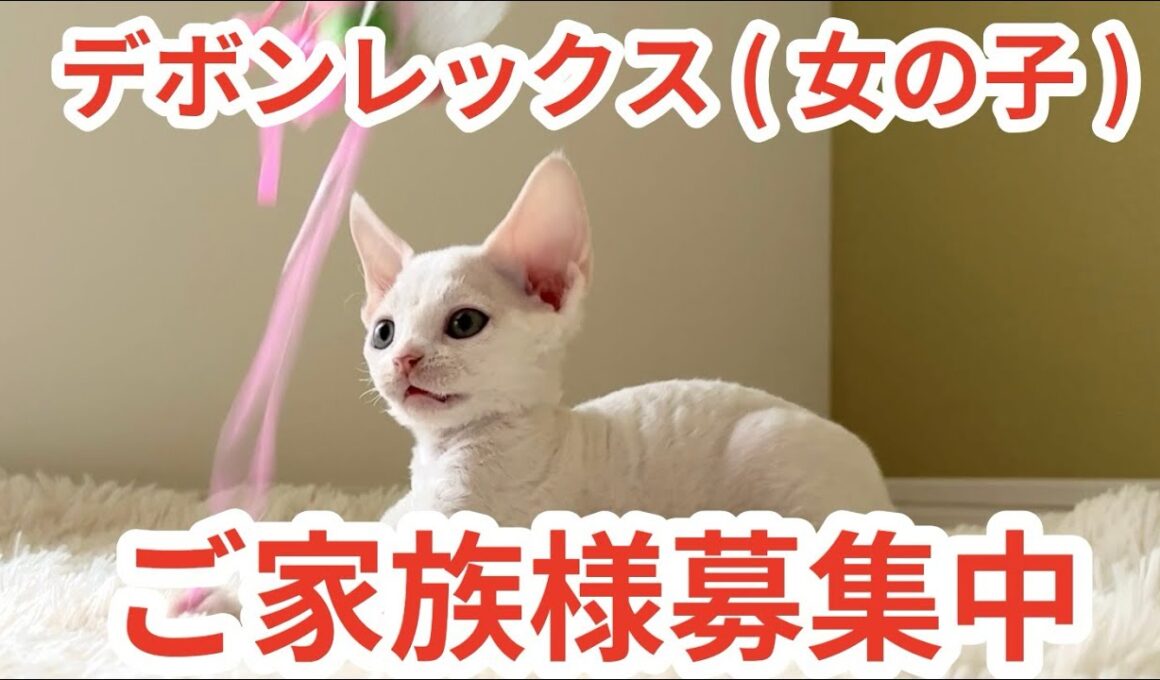 【デボンレックス】ご家族様募集中 #デボンレックス #デボンレックスブリーダー #デボンレックス子猫 #devonrex #子猫 #goldenrex #emeraldspirit #德文卷毛猫 #猫