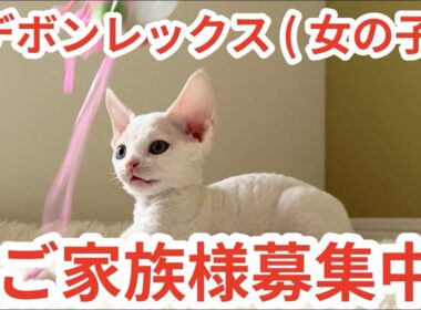 【デボンレックス】ご家族様募集中 #デボンレックス #デボンレックスブリーダー #デボンレックス子猫 #devonrex #子猫 #goldenrex #emeraldspirit #德文卷毛猫 #猫