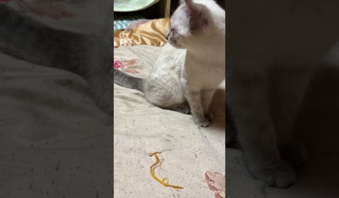 子ネコ２匹。シャムの雫に、ちょっかいを出す黒猫の黒夢。その音で、起きた黒猫くー、寝起きのグルーミング。一瞬、怒られると焦る💦子ネコたち