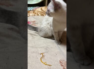 子ネコ２匹。シャムの雫に、ちょっかいを出す黒猫の黒夢。その音で、起きた黒猫くー、寝起きのグルーミング。一瞬、怒られると焦る💦子ネコたち