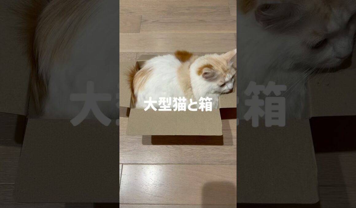 大型猫と箱📦🐈#cat #cute #メインクーン #かわいい #箱と猫#猫のいる暮らし #大型猫#長毛種#おもしろ #いやしねこ #癒し