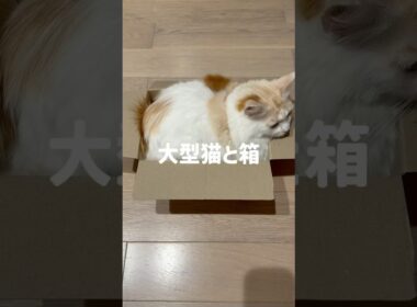 大型猫と箱📦🐈#cat #cute #メインクーン #かわいい #箱と猫#猫のいる暮らし #大型猫#長毛種#おもしろ #いやしねこ #癒し