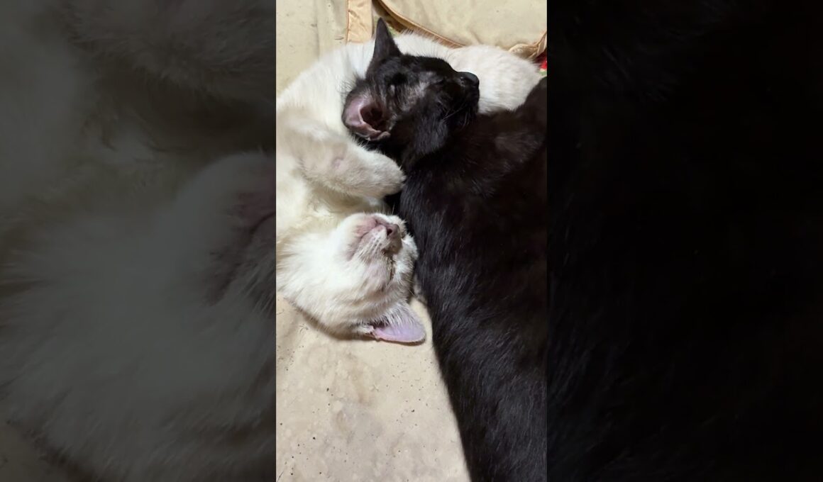 黒猫の黒夢。シャムの雫の、お腹を枕に寝る①