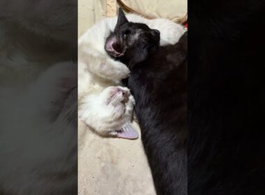 黒猫の黒夢。シャムの雫の、お腹を枕に寝る①