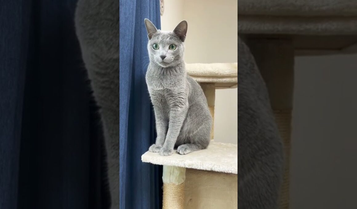 朝の6時前から『早よ遊べや…』と主のベッドを見下ろす猫がいます【ロシアンブルー】#Shorts