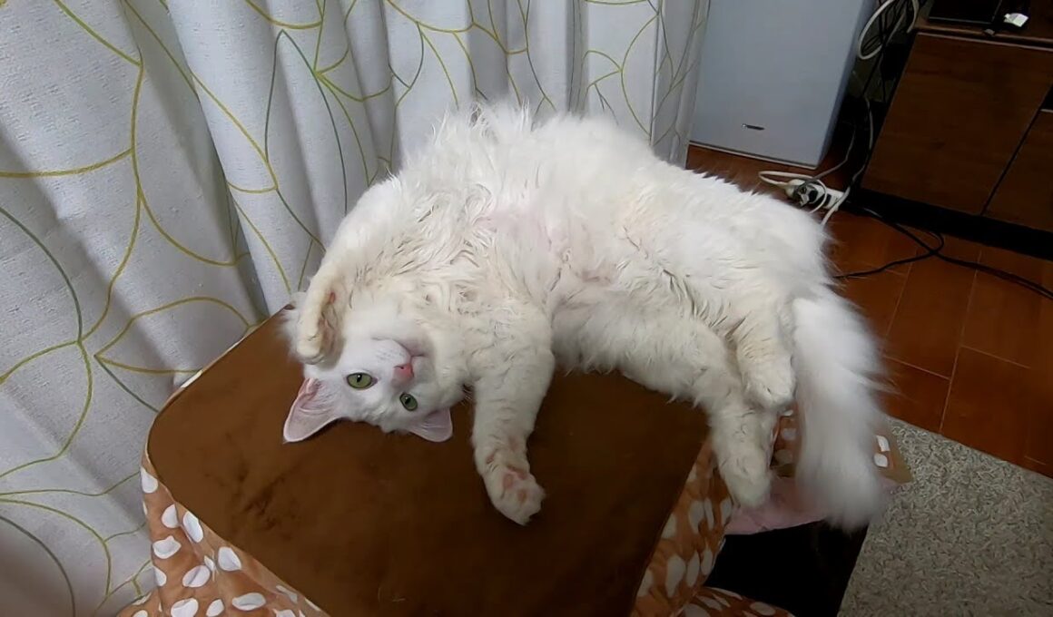 #230 静かで暖か - Calm & Warm -