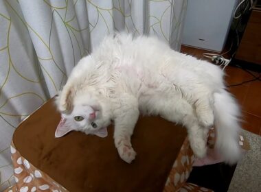 #230 静かで暖か - Calm & Warm -