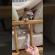 手で遊んでくる猫スルタンの【スフィンクス】