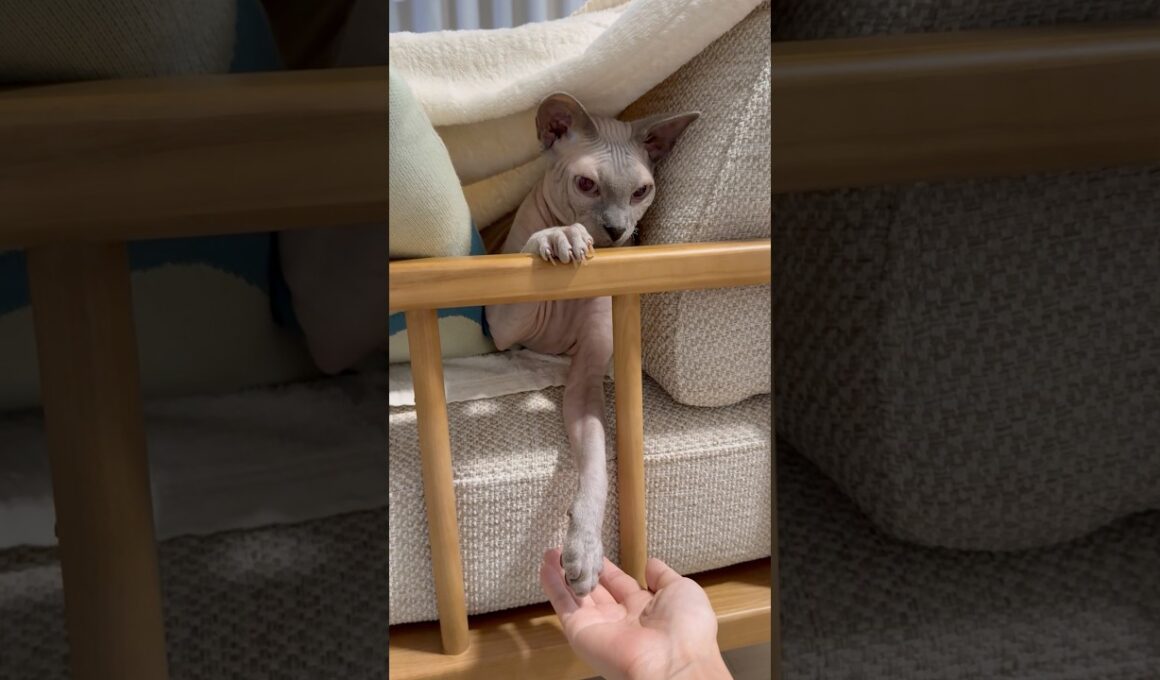 手で遊んでくる猫スルタンの【スフィンクス】