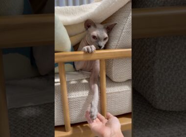 手で遊んでくる猫スルタンの【スフィンクス】