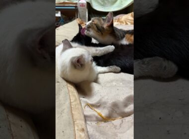 黒猫の黒夢。シャムの雫の、お腹を枕に寝る②三毛猫ミックスが来て、黒夢、ご機嫌ゴロゴロ