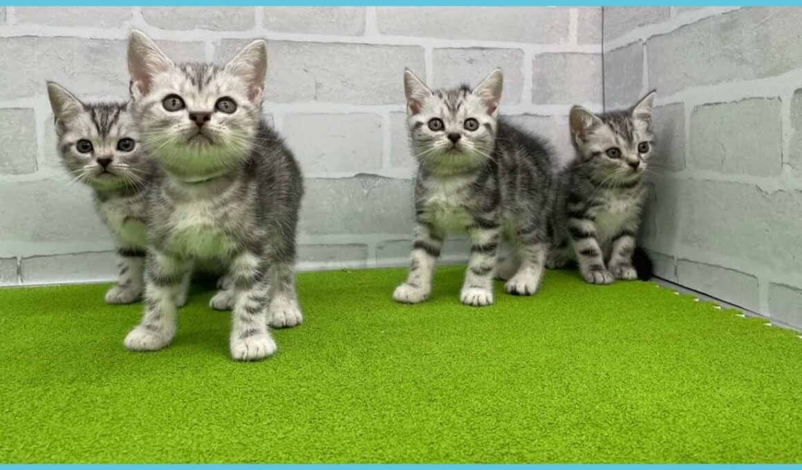 Coo&RIKU　No.00736616 アメリカンショートヘアー