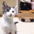 その靴下返してくれませんか?子猫が洗い立ての靴下を取り返そうとママに食らいつく?【赤ちゃん猫 保護猫】