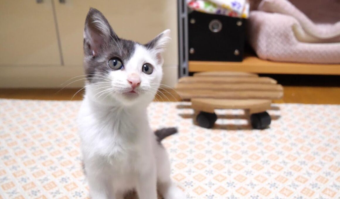 その靴下返してくれませんか？子猫が洗い立ての靴下を取り返そうとママに食らいつく？【赤ちゃん猫　保護猫】